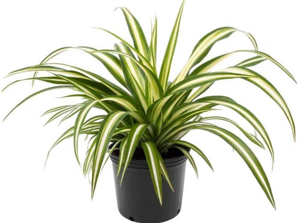 Spider plant (plastic pot) - PlantmartUAE.com