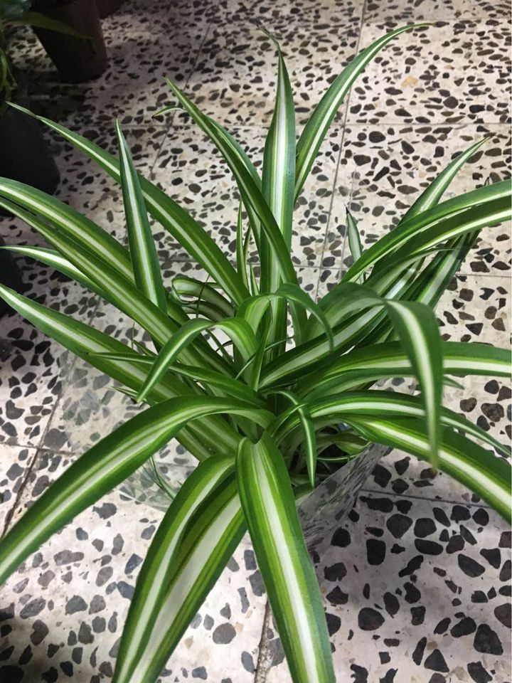 Spider plant (plastic pot) - PlantmartUAE.com