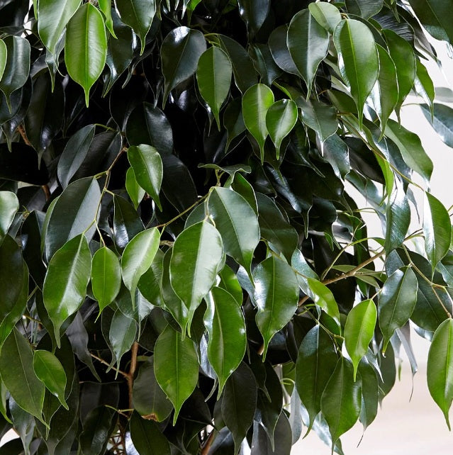 Weeping Fig 60cm - 80cm - PlantmartUAE.com