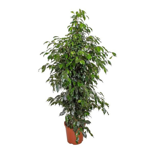 Weeping Fig 60cm - 80cm - PlantmartUAE.com