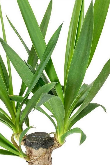 Yucca XL- CERAMIC POT 150cm-160cm - PlantmartUAE.com