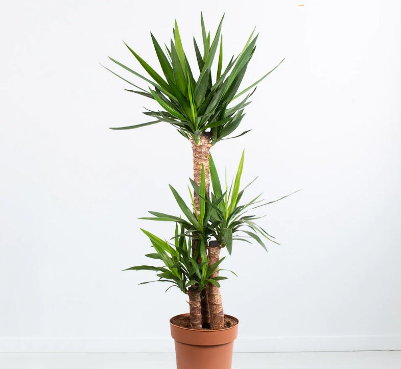 Yucca XL 130cm-150cm - PlantmartUAE.com